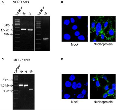 Combination of Oncolytic Measles Virus Armed With BNiP3, a Pro-apoptotic Gene and Paclitaxel Induces Breast Cancer Cell Death